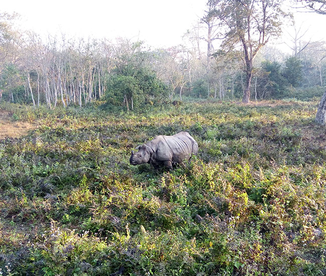 Gorumara National Park 