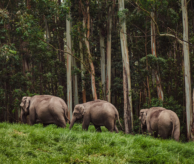 Jaldapara Wildlife Sanctuary 